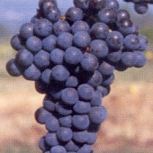 aglianicone.jpg