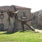 albero_caduto_roscigno_opt.jpg