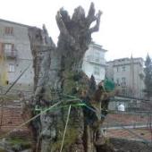 il_castagno_millenar.jpg