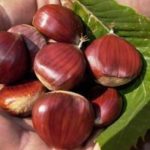 2110Castagne