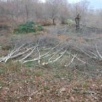 sequestro-di-legna