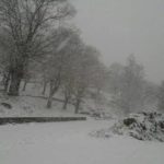 neve