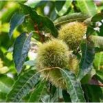 castagne-riccio